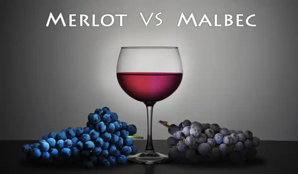 Malbec Và Merlot: So Sánh Chi Tiết Từ Nguồn Gốc Đến Hương Vị