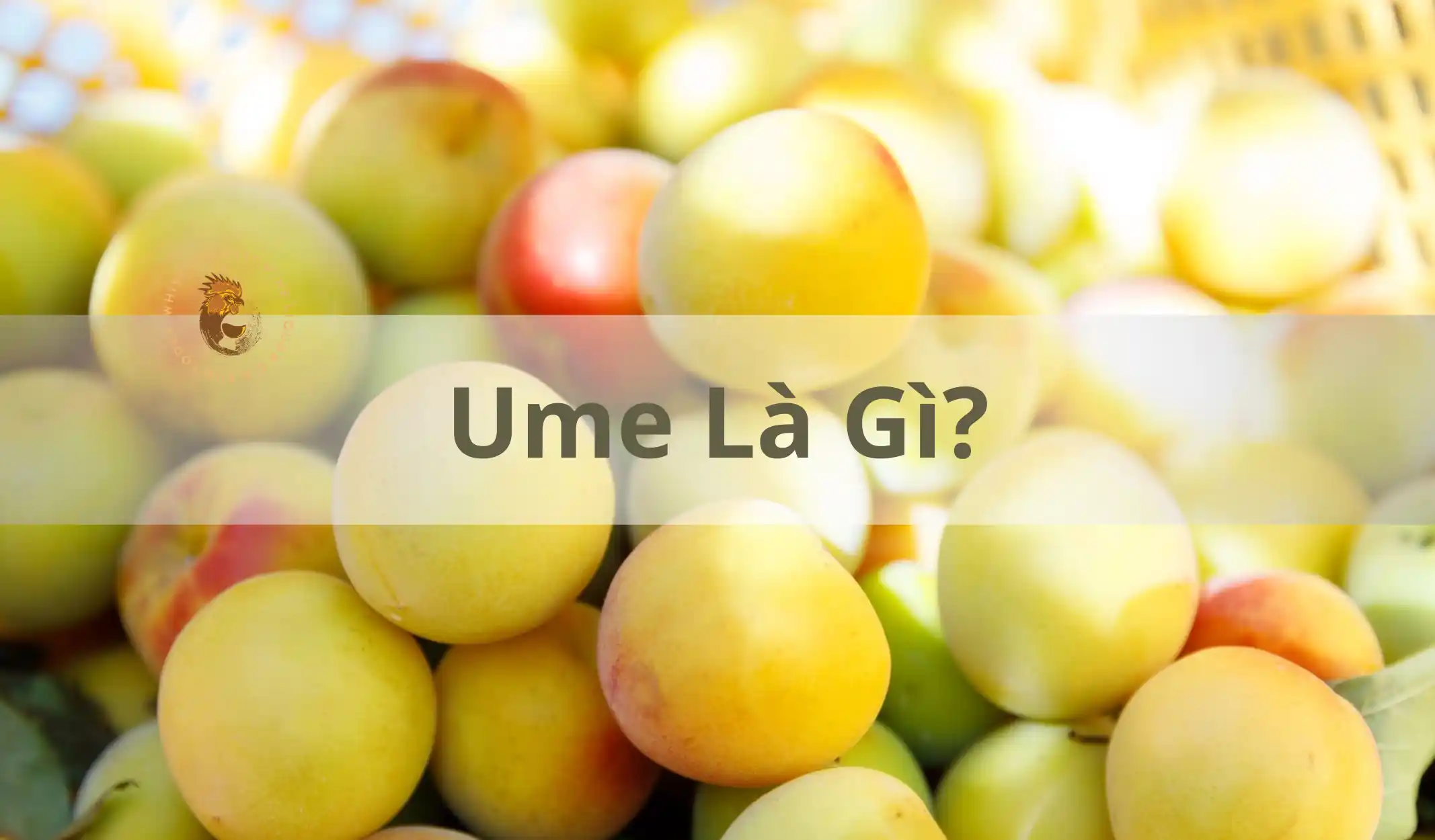 Ume Là Gì? Tìm Hiểu Về Loại Quả Làm Nên Rượu Umeshu Nổi Tiếng