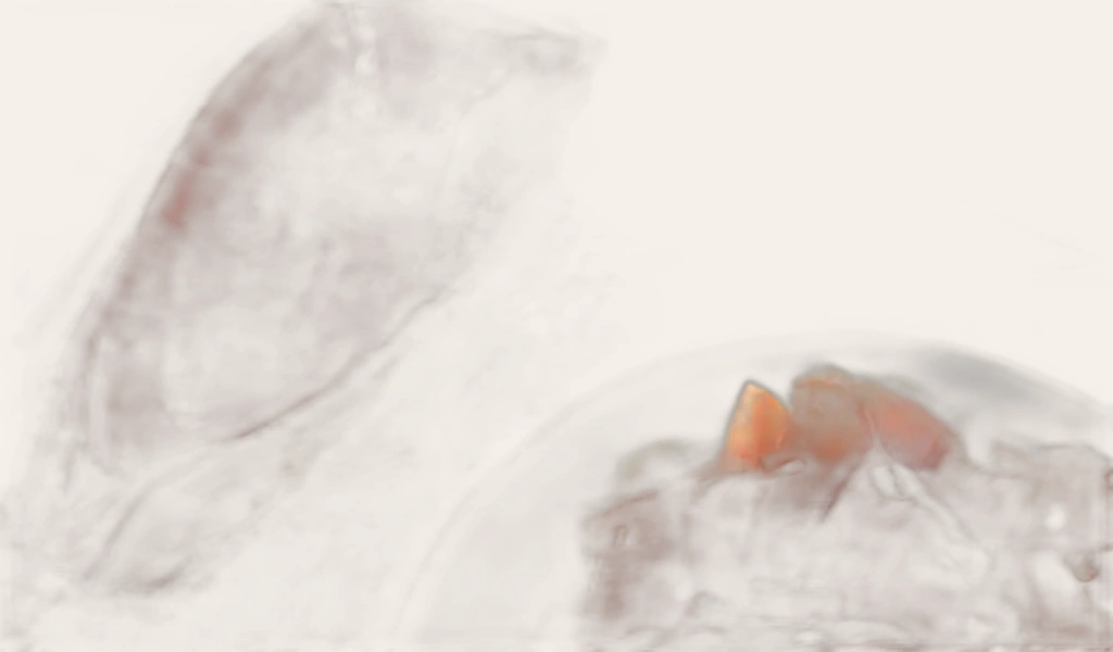 Đùi Heo Muối Espana Jamon Reserva De 7kg Đùi Sau Có Xương Giá Tốt